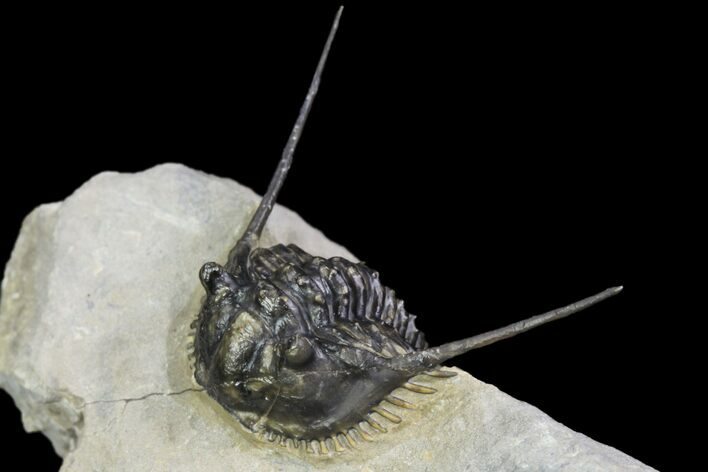 Spiny Leonaspsis Trilobite - Excellent Detail #89298